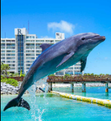 イルカがいるホテル