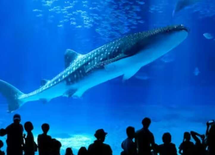 沖縄美ら海水族館